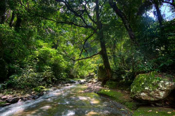 Benarkah Pohon Tuba Juga Tumbuh di Surga?