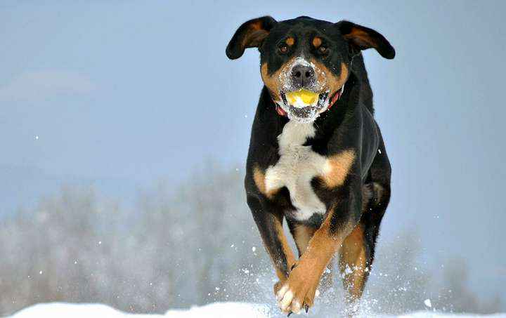 Suara Anjing Menggonggong Dimalam Hari Pertanda Apa