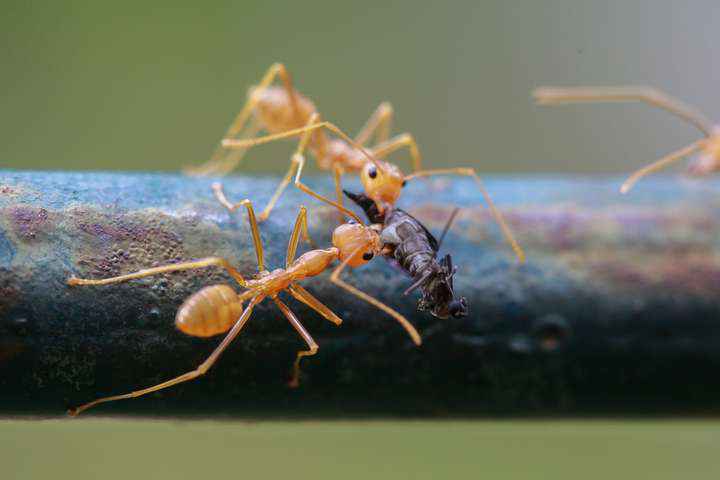 Jangan Sembarang Bunuh Semut